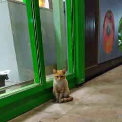 Подробнее об объявлении «Иваново Найдена кошка чья потеряшка?» Фото: найдена кошка  «Иваново Найдена кошка чья потеряшка?» в г. Иваново