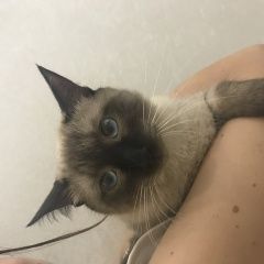 Подробнее об объявлении «Найдена кошка сиамский кот Троицк» Фото: найдена кошка Сиамская кошка «Найдена кошка сиамский кот Троицк» в г. Троицк