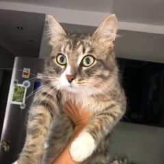 Подробнее об объявлении «Химки Найден кот» Фото: найдена кошка  «Химки Найден кот» в г. Химки