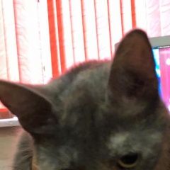 Подробнее об объявлении «Санкт-Петербург Найдена кошка» Фото: найдена кошка  «Санкт-Петербург Найдена кошка» в г. Санкт-Петербург