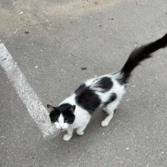 Подробнее об объявлении «Найдена кошка Звенигород» Фото: найдена кошка  «Найдена кошка Звенигород» в г. Звенигород