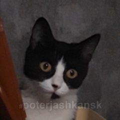 Подробнее об объявлении «Новосибирск Найдена кошка черно-белая» Фото: найдена кошка  «Новосибирск Найдена кошка черно-белая» в г. Новосибирск
