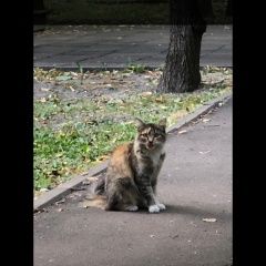 Подробнее об объявлении «Москва Найдена кошка» Фото: найдена кошка  «Москва Найдена кошка» в г. Москва