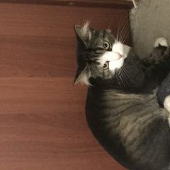 Подробнее об объявлении «Санкт-Петербург Найден кот подстриженый кот» Фото: найдена кошка  «Санкт-Петербург Найден кот подстриженый кот» в г. Санкт-Петербург