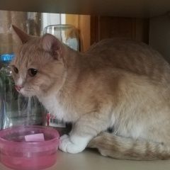 Подробнее об объявлении «Найден кот Нефтеюганск» Фото: найдена кошка  «Найден кот Нефтеюганск» в г. Нефтеюганск