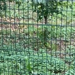 Подробнее об объявлении «Москва Найдена кошка трехцветная, с ошейником» Фото: найдена кошка  «Москва Найдена кошка трехцветная, с ошейником» в г. Москва