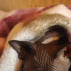 Подробнее об объявлении «Найден кот Можайск» Фото: найдена кошка Сфинкс «Найден кот Можайск» в г. Можайск