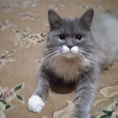 Подробнее об объявлении «Найден кот Троицк» Фото: найдена кошка Русская голубая кошка «Найден кот Троицк» в г. Троицк