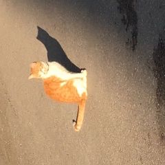 Подробнее об объявлении «Санкт-Петербург Найдена кошка центр а» Фото: найдена кошка  «Санкт-Петербург Найдена кошка центр а» в г. Санкт-Петербург