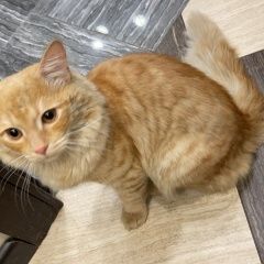 Подробнее об объявлении «Москва Найден кот» Фото: найдена кошка  «Москва Найден кот» в г. Москва