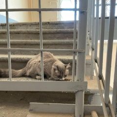 Подробнее об объявлении «Москва Найдена кошка кот /» Фото: найдена кошка  «Москва Найдена кошка кот /» в г. Москва