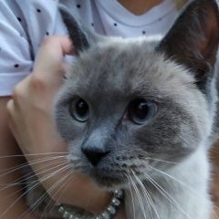 Подробнее об объявлении «Найдена кошка Ростов-на-Дону» Фото: найдена кошка  «Найдена кошка Ростов-на-Дону» в г. Ростов-на-Дону