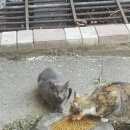 Подробнее об объявлении «Найдена кошка британка. Мытищи» Фото: найдена кошка Британская короткошерстная «Найдена кошка британка. Мытищи» в г. Мытищи