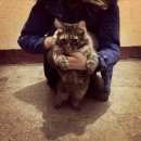 Подробнее об объявлении «Химки Найдена кошка» Фото: найдена кошка  «Химки Найдена кошка» в г. Химки