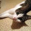 Подробнее об объявлении «Москва Найдена кошка девочка» Фото: найдена кошка  «Москва Найдена кошка девочка» в г. Москва