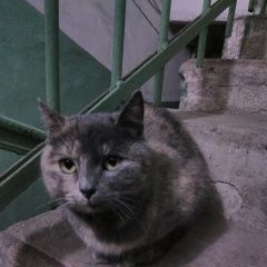 Подробнее об объявлении «Воронеж Найдена кошка» Фото: найдена кошка  «Воронеж Найдена кошка» в г. Воронеж