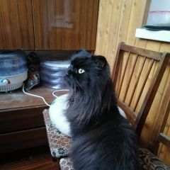 Подробнее об объявлении «Найдена кошка чёрная, вислоухая Балашиха» Фото: найдена кошка  «Найдена кошка чёрная, вислоухая Балашиха» в г. Балашиха