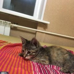 Подробнее об объявлении «Москва Найдена кошка котенок» Фото: найдена кошка  «Москва Найдена кошка котенок» в г. Москва