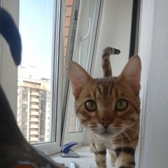 Подробнее об объявлении «Найден кот бенгал Санкт-Петербург» Фото: найдена кошка Бенгальская кошка «Найден кот бенгал Санкт-Петербург» в г. Санкт-Петербург