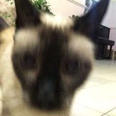 Подробнее об объявлении «Мытищи Найден кот сиамский кот.с голубым ошейником» Фото: найдена кошка Сиамская кошка «Мытищи Найден кот сиамский кот.с голубым ошейником» в г. Мытищи