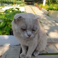 Подробнее об объявлении «Найдена кошка шотландский вислоухий с черным ошейником Калуга» Фото: найдена кошка Скоттиш фолд (шотландская вислоухая) «Найдена кошка шотландский вислоухий с черным...» в г. Калуга