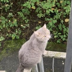 Подробнее об объявлении «Москва Найден кот» Фото: найдена кошка  «Москва Найден кот» в г. Москва