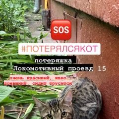 Подробнее об объявлении «Москва Найдена кошка» Фото: найдена кошка  «Москва Найдена кошка» в г. Москва