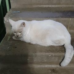 Подробнее об объявлении «Найдена кошка белый кот Нижний Новгород» Фото: найдена кошка  «Найдена кошка белый кот Нижний Новгород» в г. Нижний Новгород