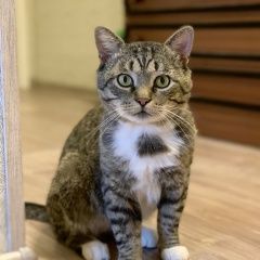 Подробнее об объявлении «Москва Найден кот» Фото: найдена кошка  «Москва Найден кот» в г. Москва
