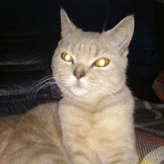 Подробнее об объявлении «Дедовск Найден кот» Фото: найдена кошка Скоттиш страйт (шотландская прямоухая) «Дедовск Найден кот» в г. Дедовск