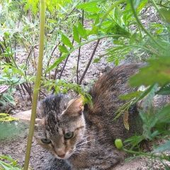 Подробнее об объявлении «Найдена кошка нуждается в пристанище Санкт-Петербург» Фото: найдена кошка  «Найдена кошка нуждается в пристанище...» в г. Санкт-Петербург