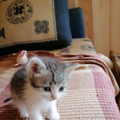 Подробнее об объявлении «Бронницы Найден котёнок» Фото: найдена кошка  «Бронницы Найден котёнок» в г. Бронницы