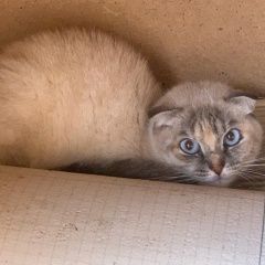 Подробнее об объявлении «Найдена кошка Калуга» Фото: найдена кошка  «Найдена кошка Калуга» в г. Калуга