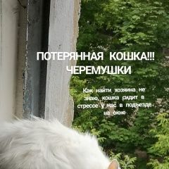 Подробнее об объявлении «Найдена кошка Калуга» Фото: найдена кошка  «Найдена кошка Калуга» в г. Калуга