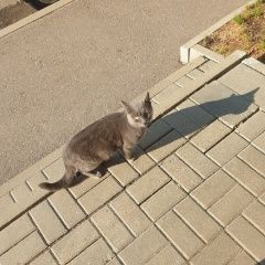 Подробнее об объявлении «Ярославль Найден кот» Фото: найдена кошка  «Ярославль Найден кот» в г. Ярославль