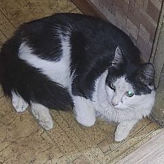 Подробнее об объявлении «Найдена кошка Санкт-Петербург» Фото: найдена кошка  «Найдена кошка Санкт-Петербург» в г. Санкт-Петербург