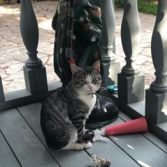 Подробнее об объявлении «Найден кот Звенигород» Фото: найдена кошка  «Найден кот Звенигород» в г. Звенигород