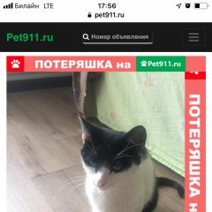 Подробнее об объявлении «Москва Найден кот в коммунарке» Фото: найдена кошка  «Москва Найден кот в коммунарке» в г. Москва