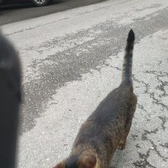 Подробнее об объявлении «Найден кот домашний кот Санкт-Петербург» Фото: найдена кошка  «Найден кот домашний кот Санкт-Петербург» в г. Санкт-Петербург