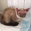 Подробнее об объявлении «Москва Найден кот породы сноу-шу» Фото: найдена кошка Сноу-шу «Москва Найден кот породы сноу-шу» в г. Москва