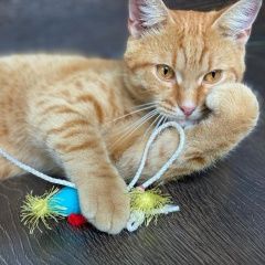 Подробнее об объявлении «Найден кот Казань» Фото: найдена кошка  «Найден кот Казань» в г. Казань