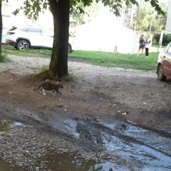 Подробнее об объявлении «Великий Новгород (Новгород) Найдена кошка» Фото: найдена кошка  «Великий Новгород (Новгород) Найдена кошка» в г. Великий Новгород (Новгород)