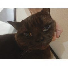 Подробнее об объявлении «Найдена кошка шоколадная британка Красногорск» Фото: найдена кошка Британская короткошерстная кошка «Найдена кошка шоколадная британка Красногорск» в г. Красногорск