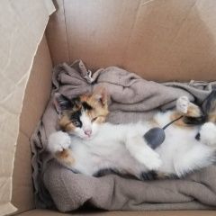 Подробнее об объявлении «Найдена кошка Ставрополь» Фото: найдена кошка  «Найдена кошка Ставрополь» в г. Ставрополь