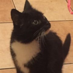 Подробнее об объявлении «Найдена кошка московский райончерная расцветка маркиз Санкт-Петербург» Фото: найдена кошка  «Найдена кошка московский райончерная расцветка...» в г. Санкт-Петербург