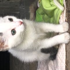 Подробнее об объявлении «Пенза Найдена кошка котёнок (девочка)» Фото: найдена кошка  «Пенза Найдена кошка котёнок (девочка)» в г. Пенза