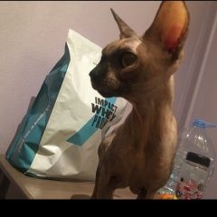 Подробнее об объявлении «Москва Найдена кошка сфинкс» Фото: найдена кошка Сфинкс «Москва Найдена кошка сфинкс» в г. Москва