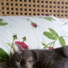 Подробнее об объявлении «Найден кот Гатчина» Фото: найдена кошка  «Найден кот Гатчина» в г. Гатчина