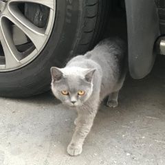 Подробнее об объявлении «Москва Найдена кошка британской породы» Фото: найдена кошка Британская короткошерстная кошка «Москва Найдена кошка британской породы» в г. Москва
