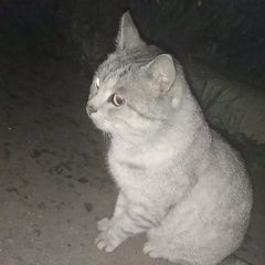Подробнее об объявлении «Москва Найдена кошка» Фото: найдена кошка Скоттиш страйт (шотландская прямоухая) «Москва Найдена кошка» в г. Москва
